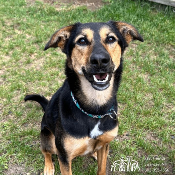 Saluki 2024 beagle mix