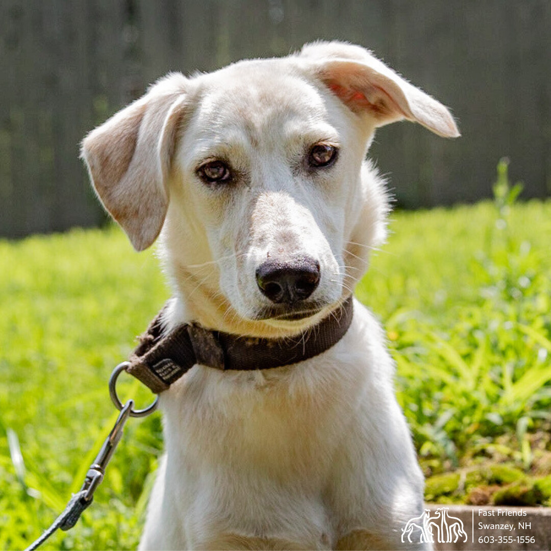 Izzy, an adoptable Saluki in Swanzey, NH, 03446 | Photo Image 2