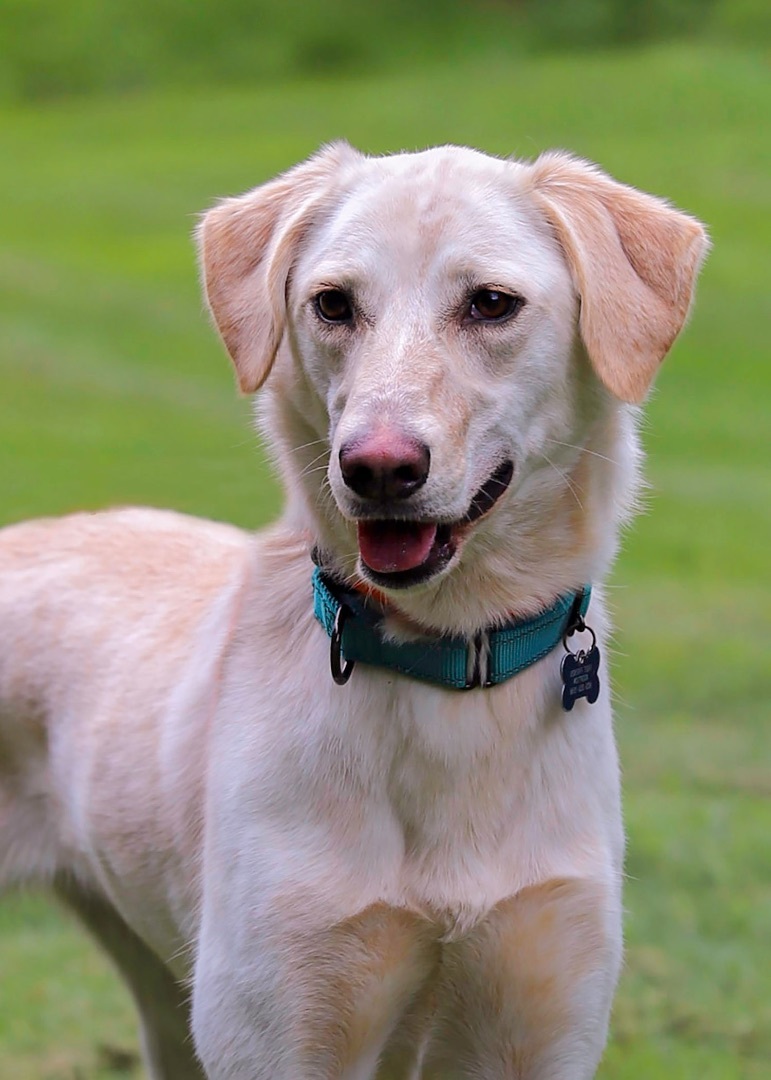 Izzy, an adoptable Saluki in Swanzey, NH, 03446 | Photo Image 3