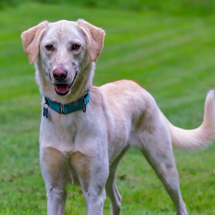 Izzy, an adoptable Saluki in Swanzey, NH, 03446 | Photo Image 4