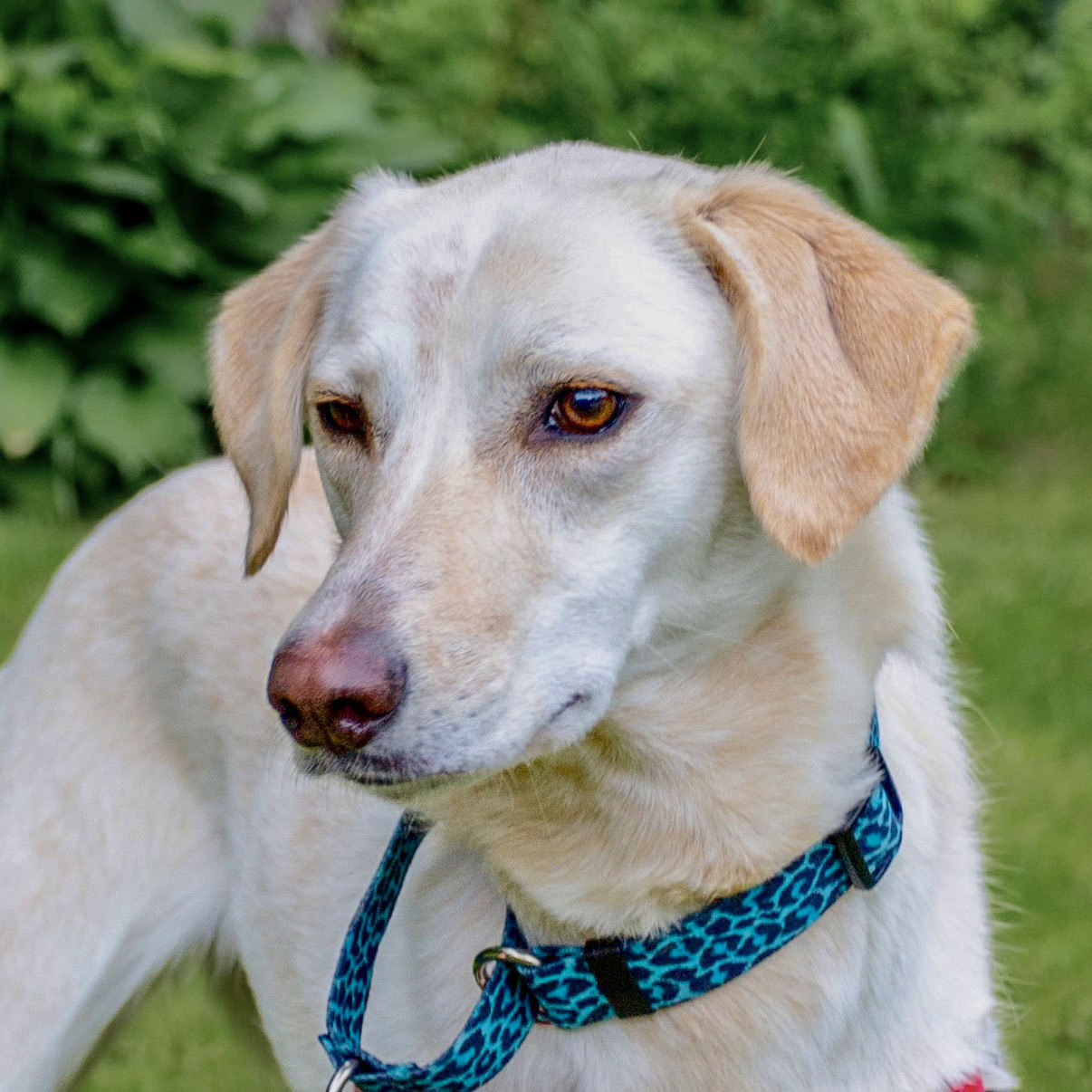 Izzy, an adoptable Saluki in Swanzey, NH, 03446 | Photo Image 1