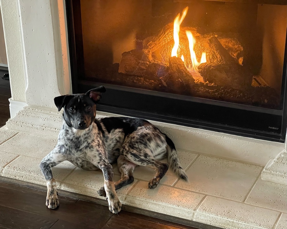 Arlo (Heeler puppies)