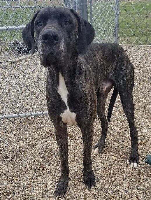 Chico, an adoptable Great Dane in Clear Lake, IA_image-1