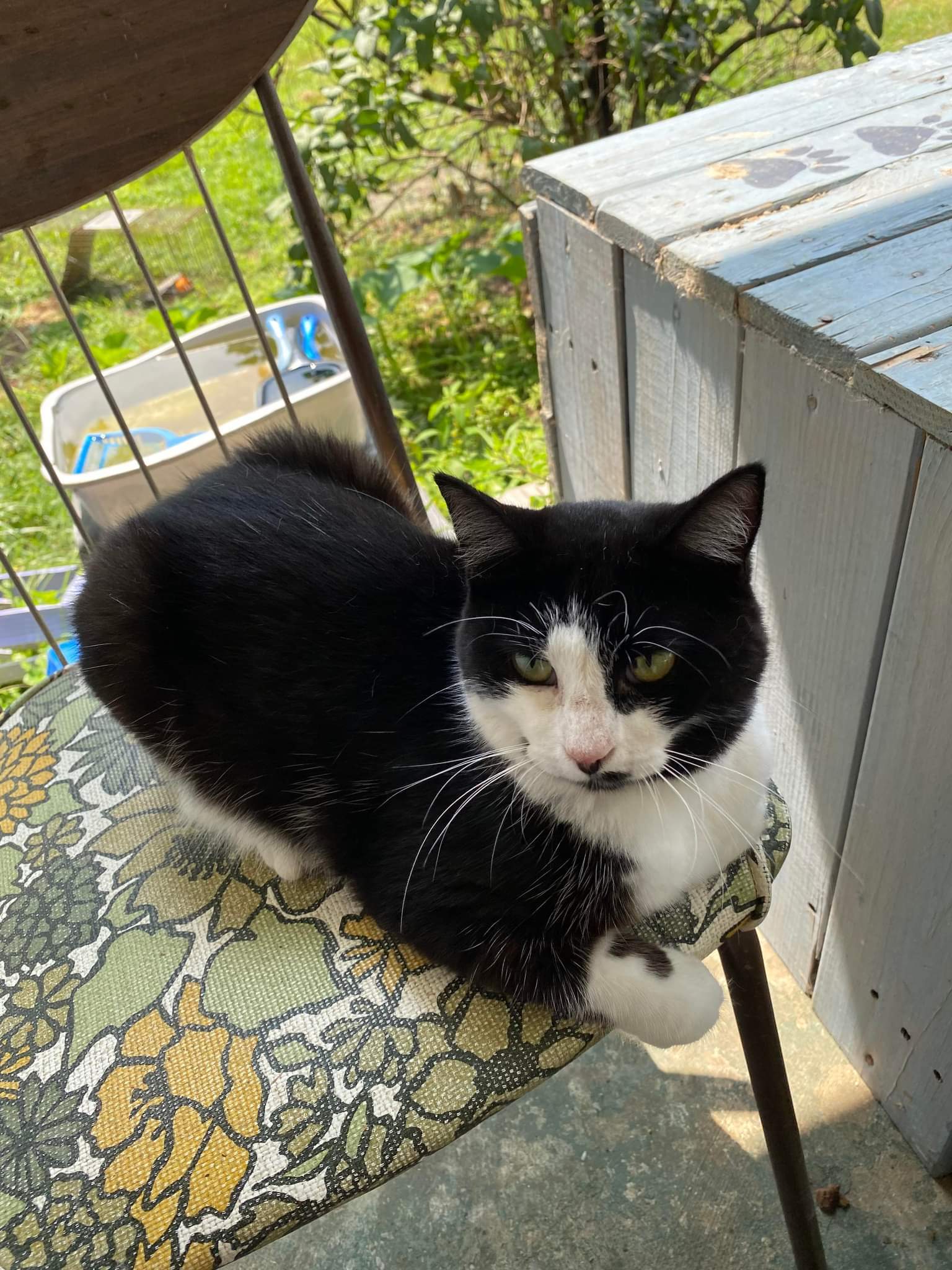 Lyric, an adoptable Domestic Short Hair, Tuxedo in Cromwell, KY, 42333 | Photo Image 1