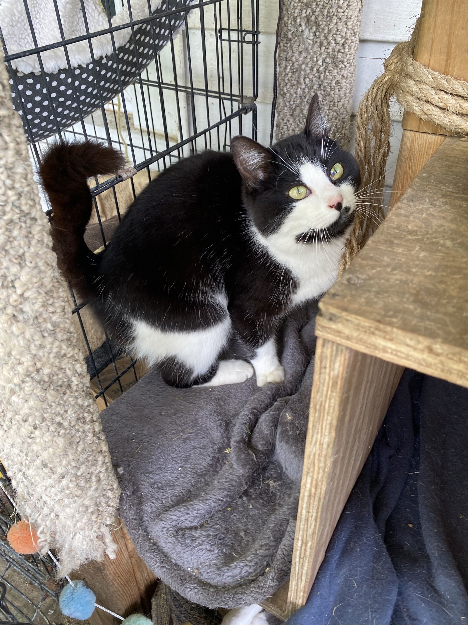 Lyric, an adoptable Domestic Short Hair, Tuxedo in Cromwell, KY, 42333 | Photo Image 2