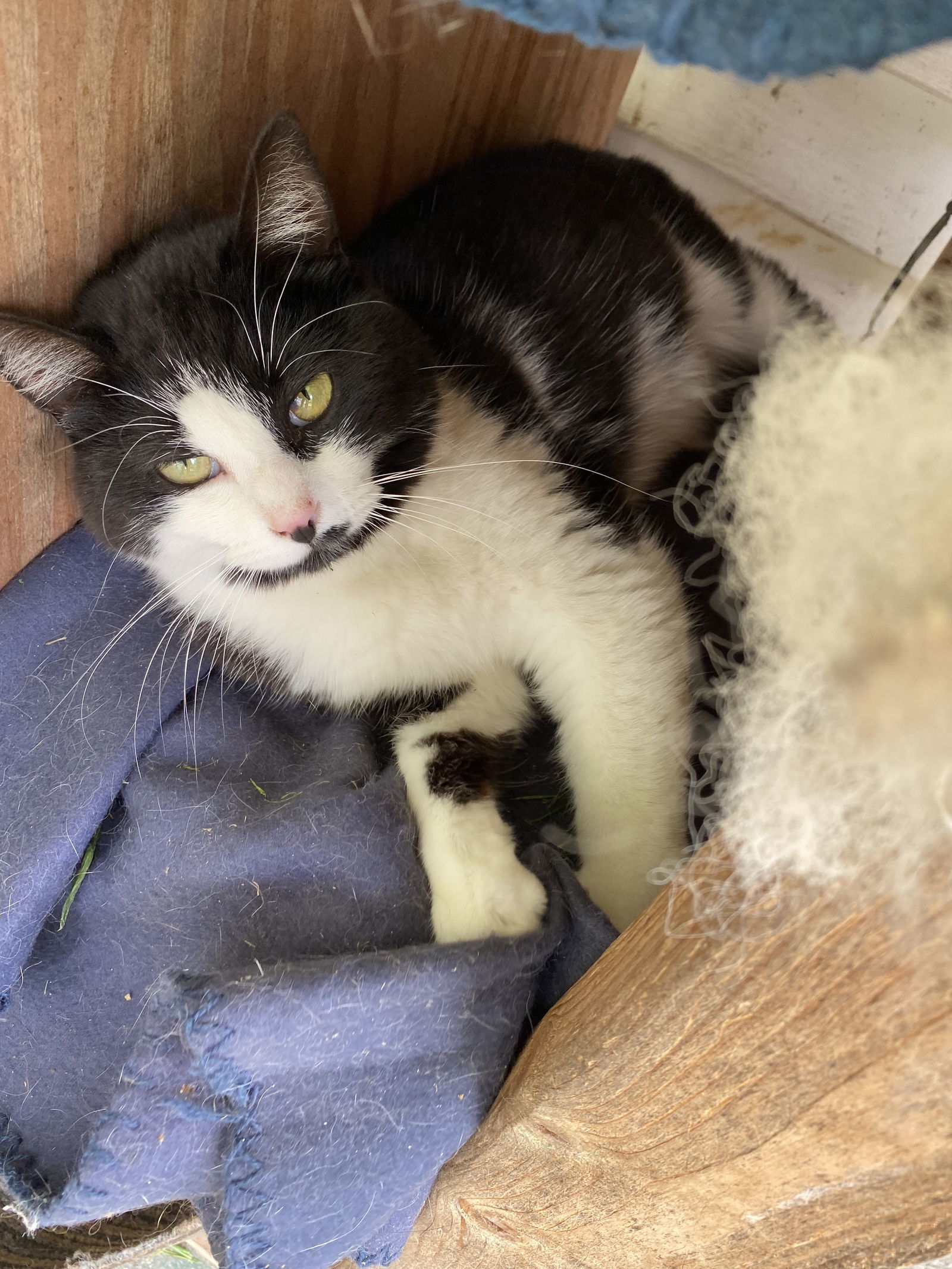 Lyric, an adoptable Domestic Short Hair, Tuxedo in Cromwell, KY, 42333 | Photo Image 3