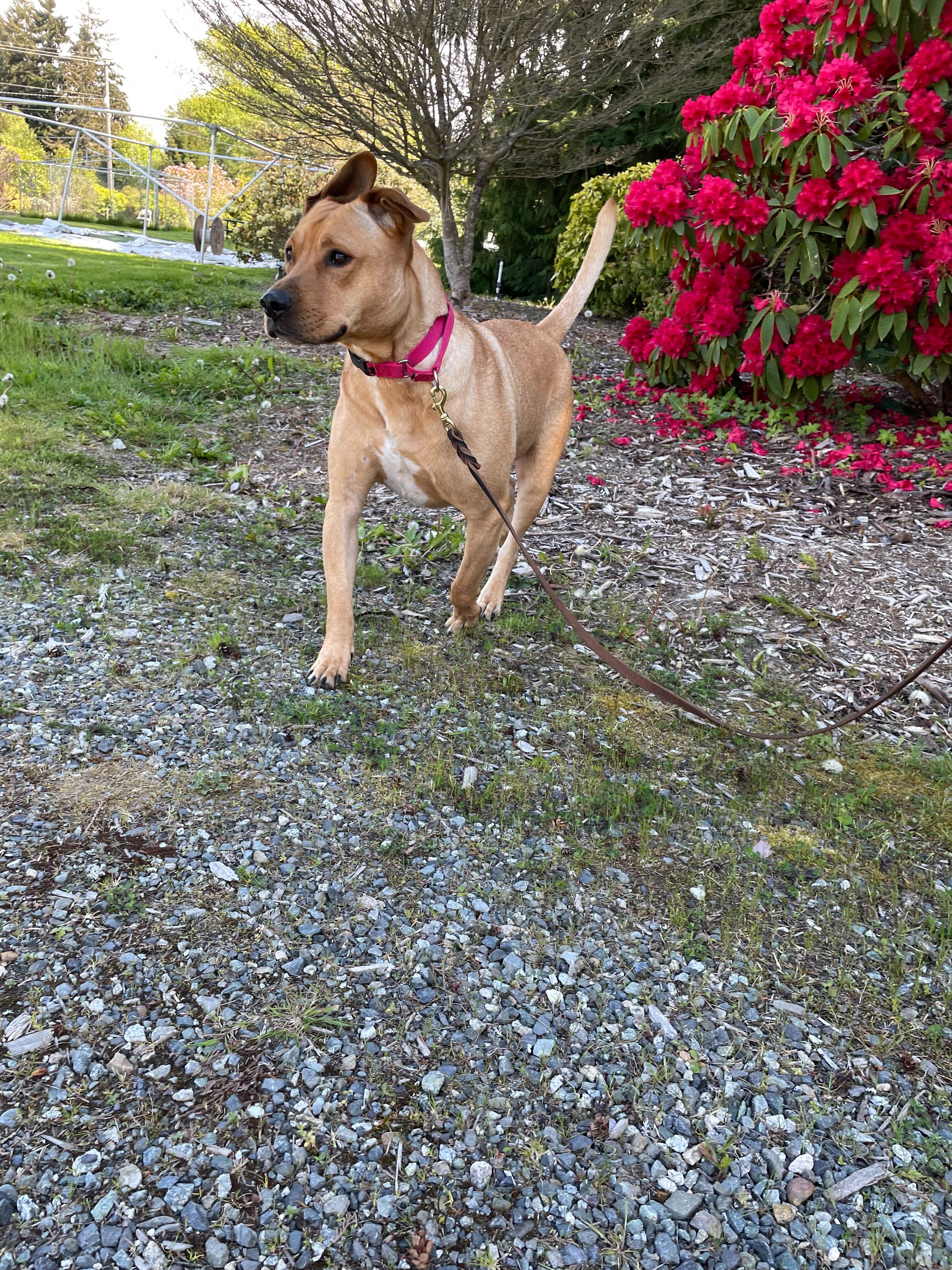 Charlie, an adoptable German Shepherd Dog, Pit Bull Terrier in Port Angeles, WA, 98363 | Photo Image 2