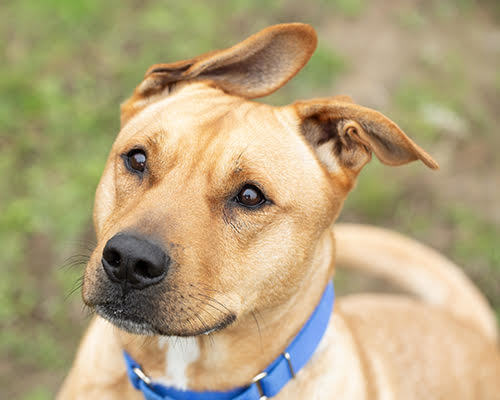 Charlie, an adoptable German Shepherd Dog, Pit Bull Terrier in Port Angeles, WA, 98363 | Photo Image 1