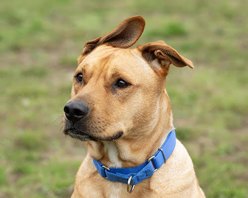Charlie, an adoptable German Shepherd Dog, Pit Bull Terrier in Port Angeles, WA, 98363 | Photo Image 3