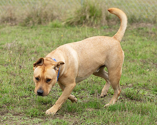 Charlie, an adoptable German Shepherd Dog, Pit Bull Terrier in Port Angeles, WA, 98363 | Photo Image 4
