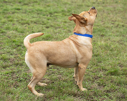 Charlie, an adoptable German Shepherd Dog, Pit Bull Terrier in Port Angeles, WA, 98363 | Photo Image 5