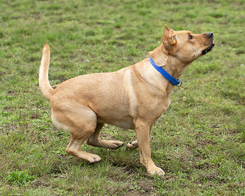Charlie, an adoptable German Shepherd Dog, Pit Bull Terrier in Port Angeles, WA, 98363 | Photo Image 6