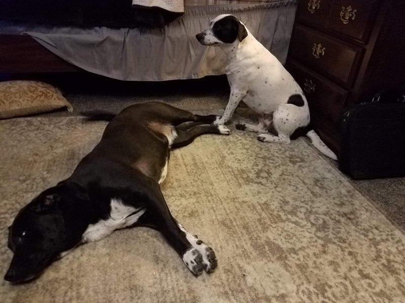 URGENT - Bailey & Lucy