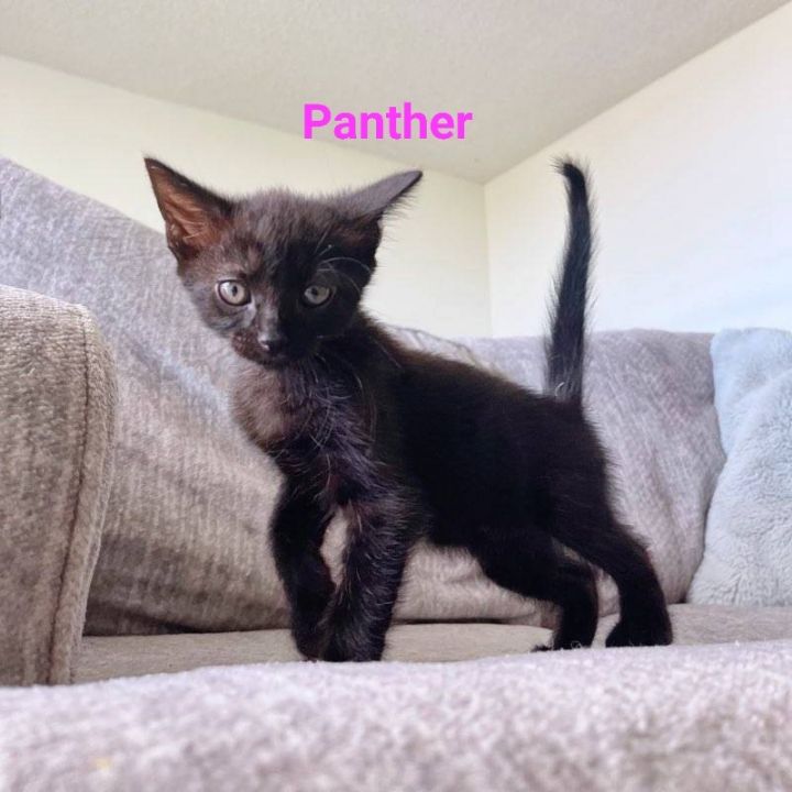 Panther, an adopted Domestic Short Hair in Honolulu, HI_image-3