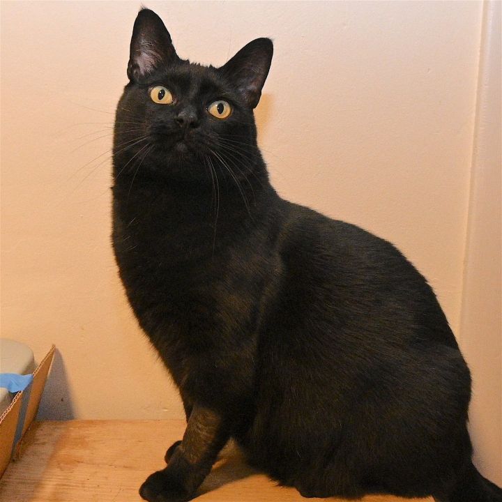 Ms Pepper 1