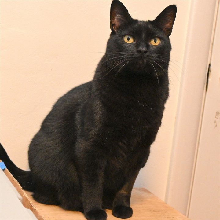 Ms Pepper, an adoptable Domestic Short Hair Mix in Springfield, OR_image-3