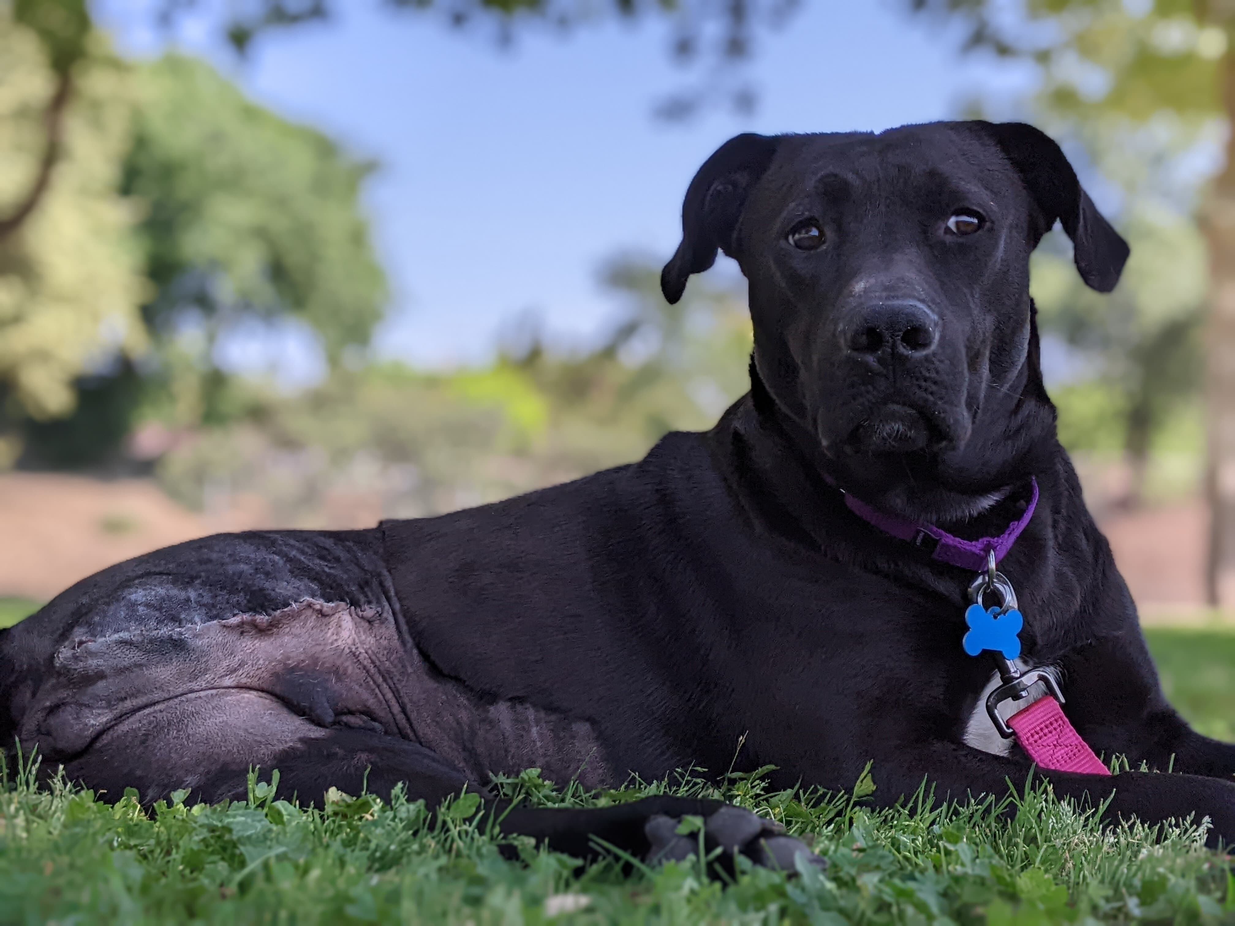 Maddie , an adoptable Pit Bull Terrier in San Jose, CA, 95125 | Photo Image 4