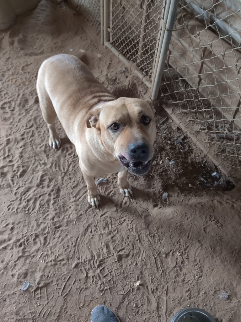 Gina, an adoptable Pit Bull Terrier in Midland, TX, 79705 | Photo Image 1