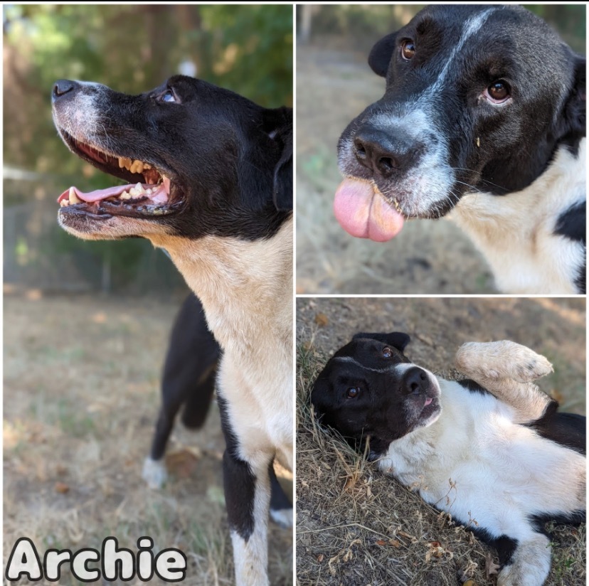 Archie (Archer)