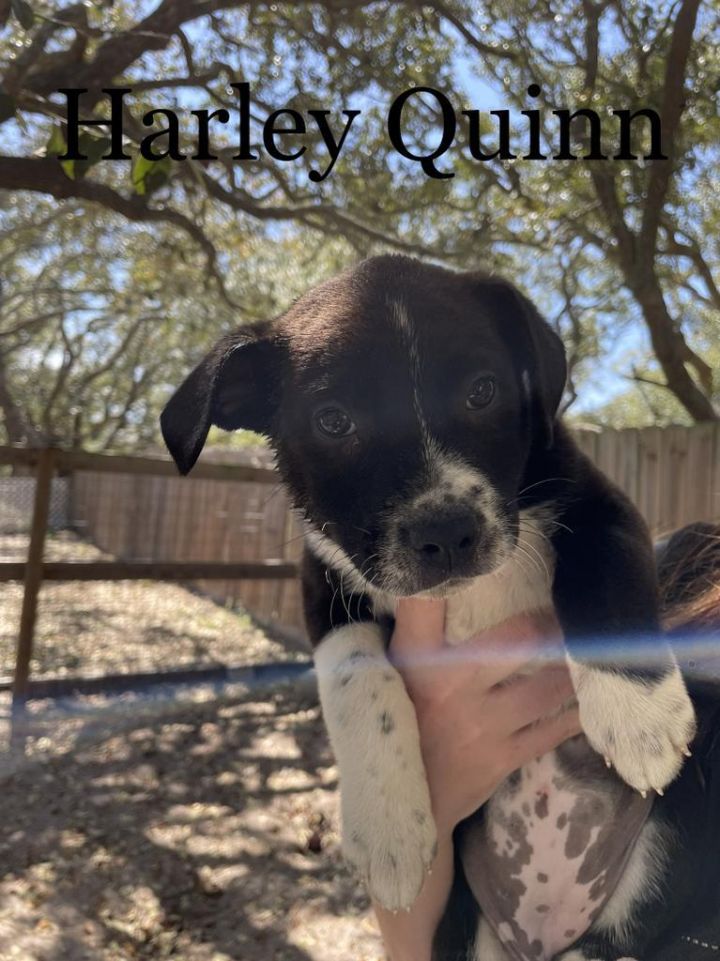 Harley Quinn, an adoptable Shepherd & Chesapeake Bay Retriever Mix in Fulton, TX_image-2