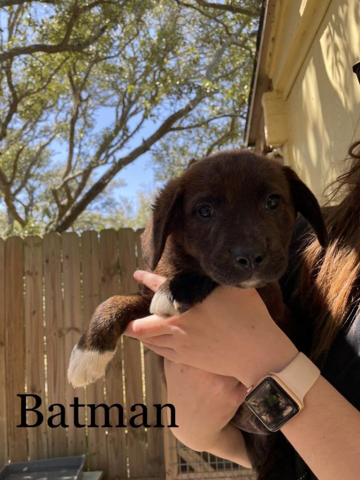 Batman, an adoptable Shepherd & Chesapeake Bay Retriever Mix in Fulton, TX_image-2
