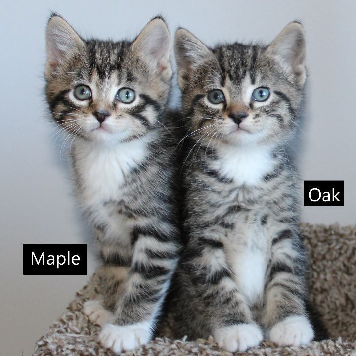 Maple and Oak - Adoption Pending, an adoptable Domestic Short Hair Mix in Minneapolis, MN_image-1