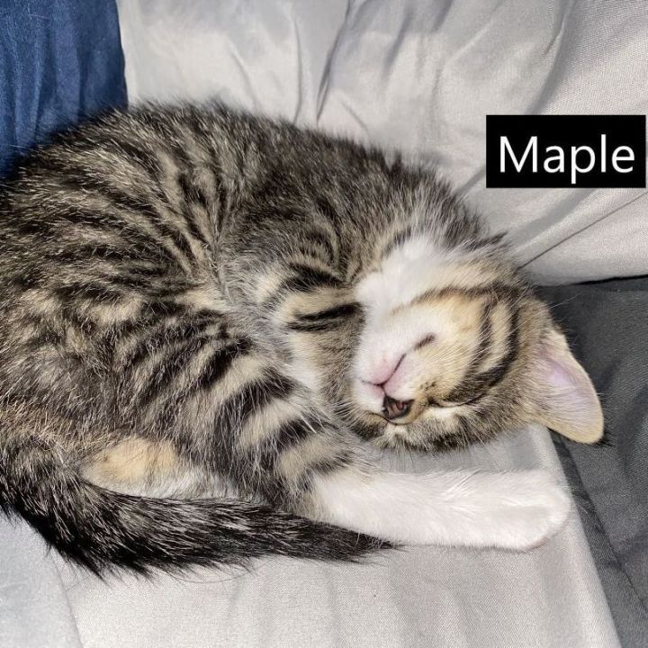 Maple and Oak - Adoption Pending 2