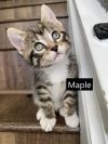 Maple and Oak - Adoption Pending