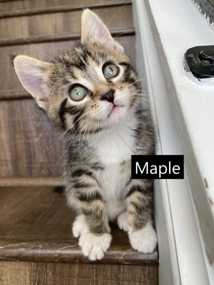 Maple and Oak - Adoption Pending, an adoptable Domestic Short Hair Mix in Minneapolis, MN_image-5