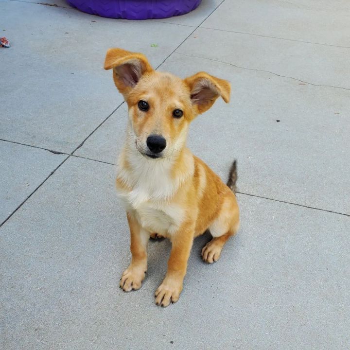 Daphne , an adoptable Shepherd Mix in Naperville, IL_image-1