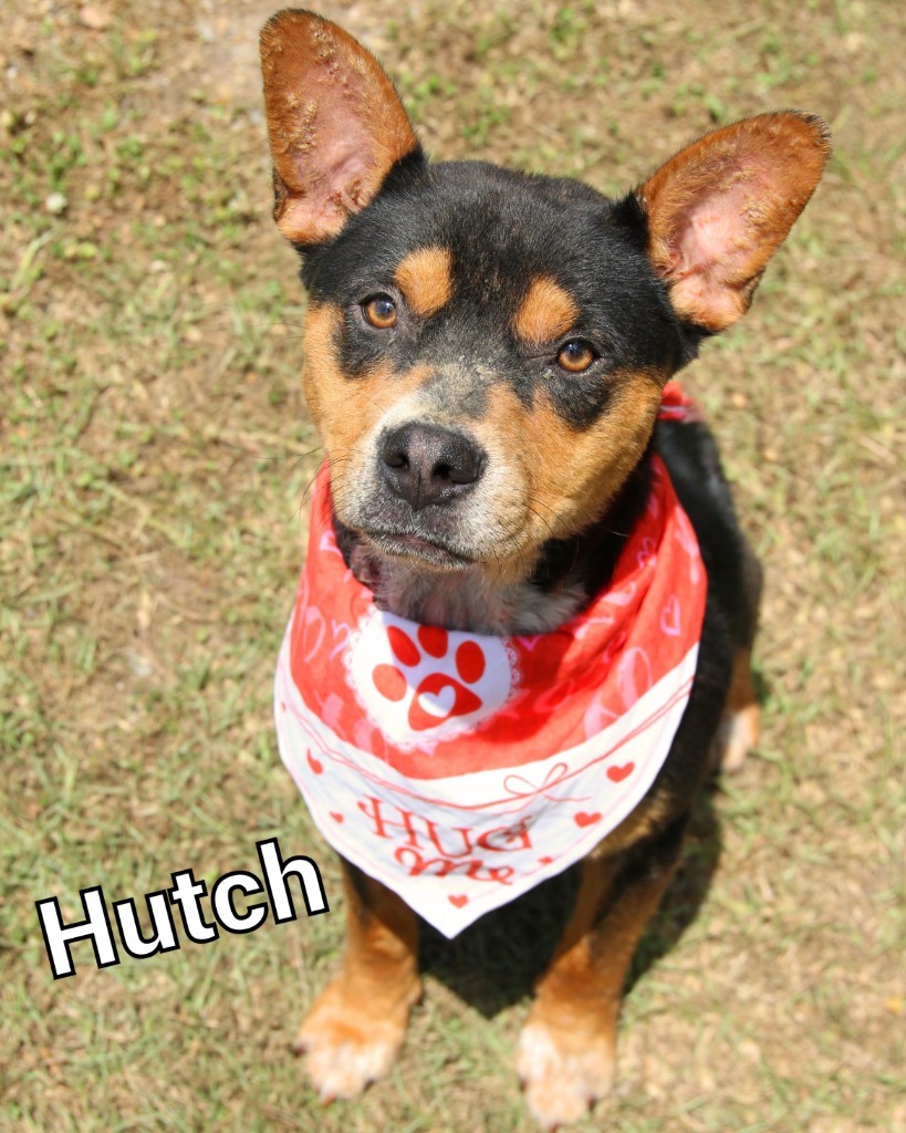 Hutch