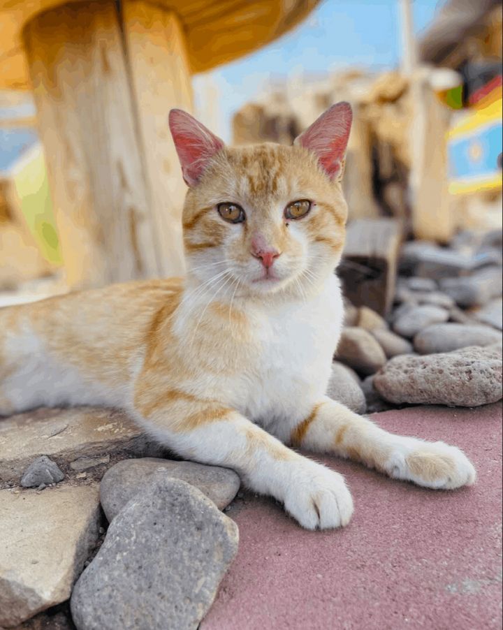 Frankie, an adoptable Domestic Short Hair & Tabby Mix in Williamsburg, NM_image-1