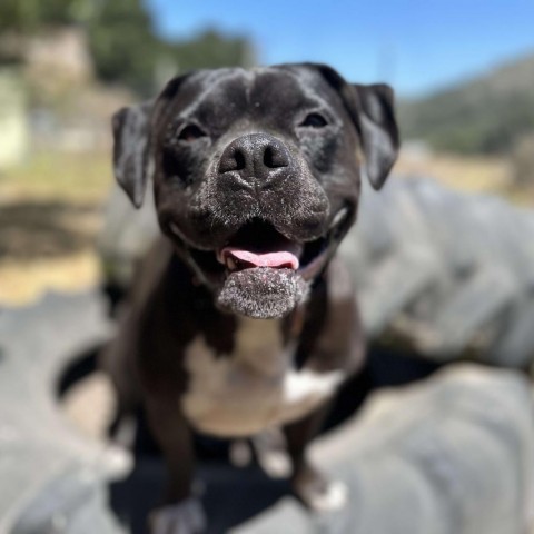 Scout, an adoptable American Staffordshire Terrier in Lompoc, CA, 93436 | Photo Image 1