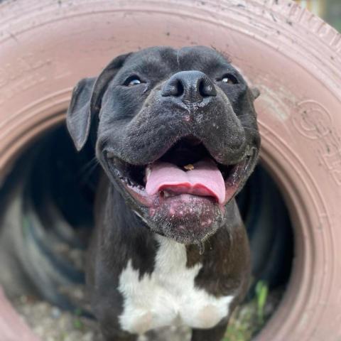 Scout, an adoptable American Staffordshire Terrier in Lompoc, CA, 93436 | Photo Image 2