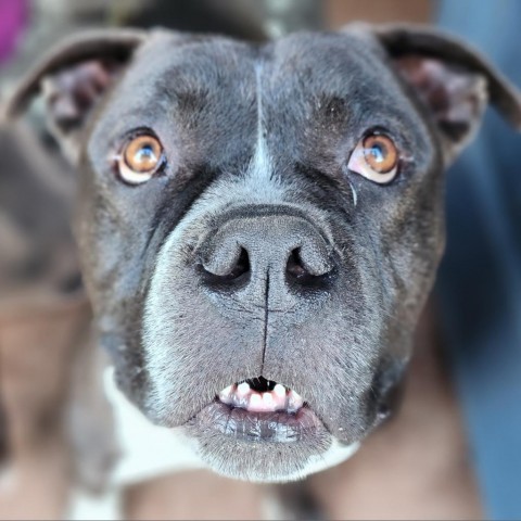 Scout, an adoptable American Staffordshire Terrier in Lompoc, CA, 93436 | Photo Image 5