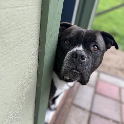 Atticus, an adoptable American Staffordshire Terrier in Lompoc, CA, 93436 | Photo Image 1