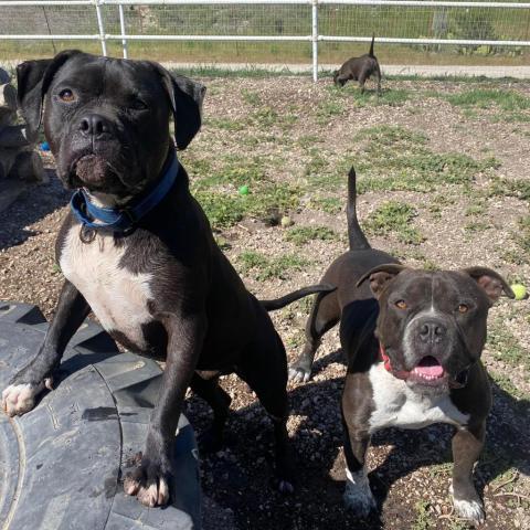 Atticus, an adoptable American Staffordshire Terrier in Lompoc, CA, 93436 | Photo Image 2