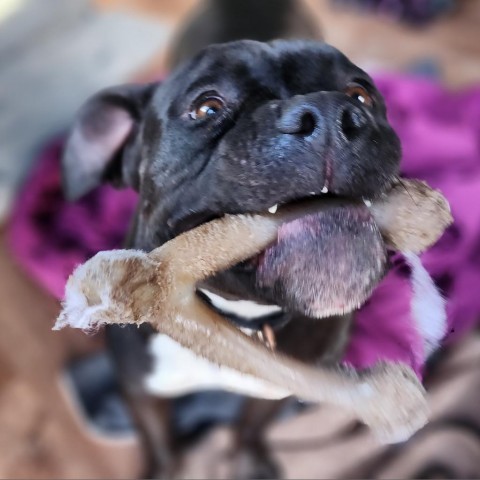 Atticus, an adoptable American Staffordshire Terrier in Lompoc, CA, 93436 | Photo Image 5