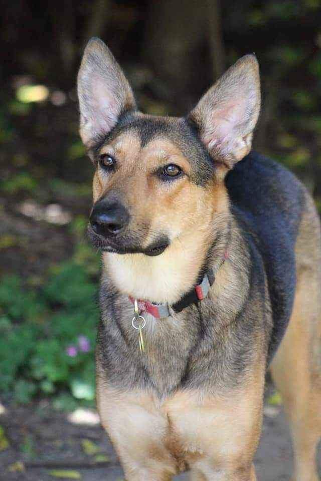 Pepper, an adoptable German Shepherd Dog in Montgomery, AL_image-1