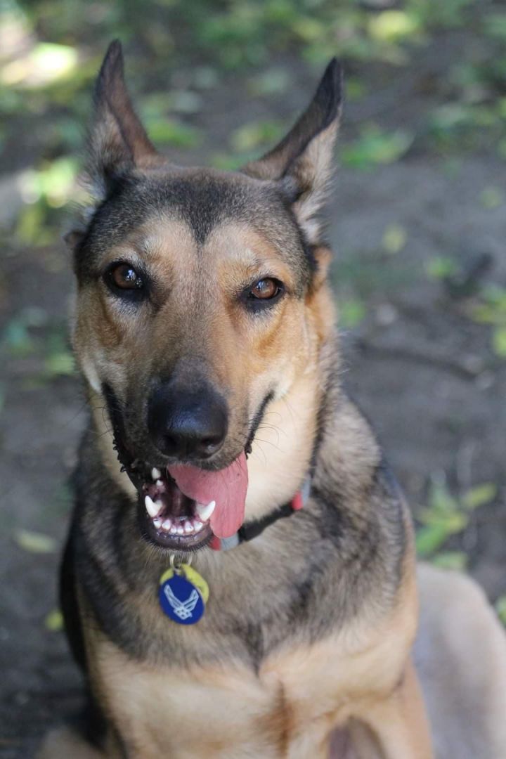 Pepper, an adoptable German Shepherd Dog in Montgomery, AL_image-2