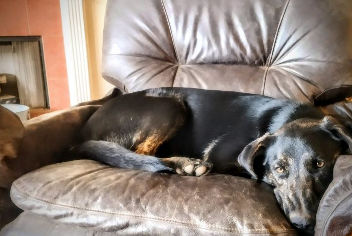 Sasha, an adopted German Shepherd Dog & Labrador Retriever Mix in Montgomery, AL_image-1