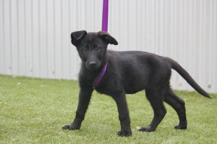 Effie, an adoptable Shepherd & Labrador Retriever Mix in San Antonio, TX_image-2