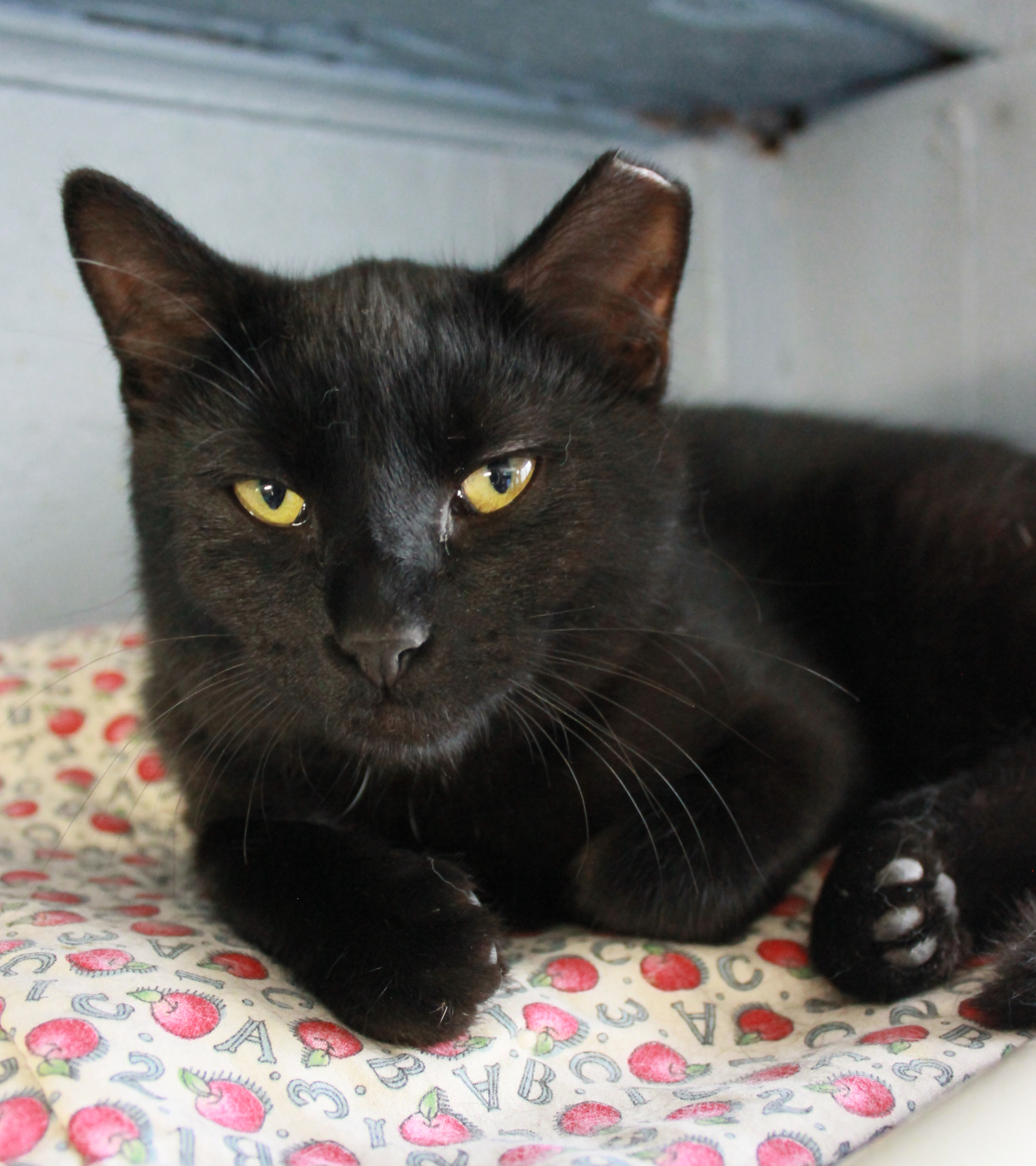 Stout, an adoptable Domestic Short Hair in New Richmond, WI, 54017 | Photo Image 2