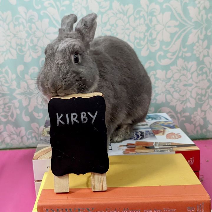 Kirby, an adoptable Bunny Rabbit Mix in Erie, PA_image-2