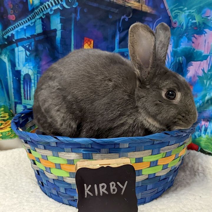 Kirby, an adoptable Bunny Rabbit Mix in Erie, PA_image-3