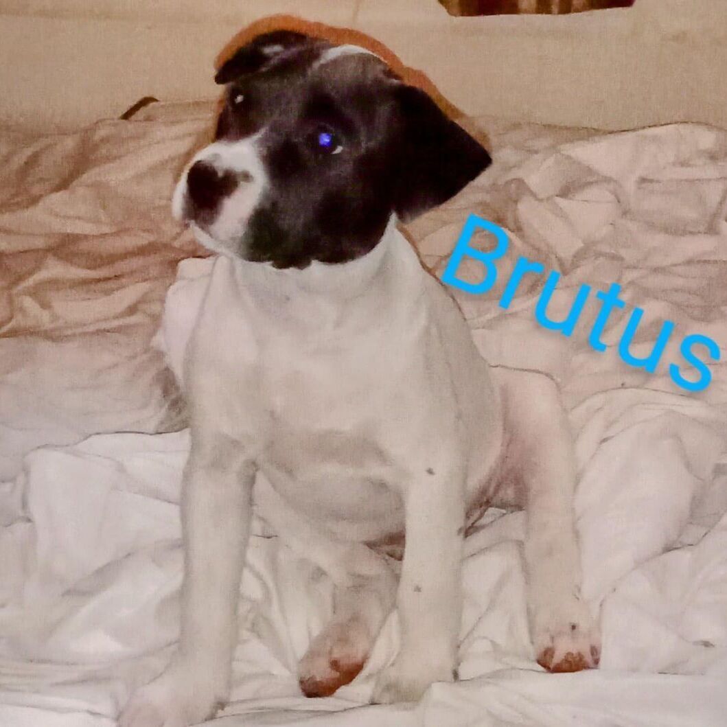 Brutus