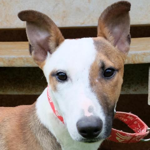 Rice, an adoptable Bull Terrier, Hound in Lihue, HI, 96766 | Photo Image 1