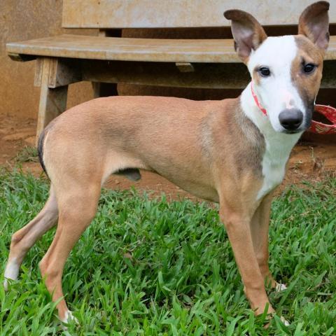 Rice, an adoptable Bull Terrier, Hound in Lihue, HI, 96766 | Photo Image 2