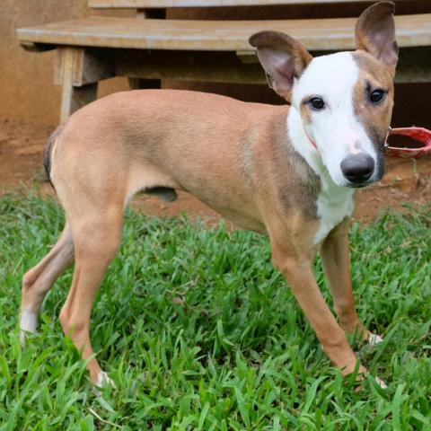Rice, an adoptable Bull Terrier, Hound in Lihue, HI, 96766 | Photo Image 3