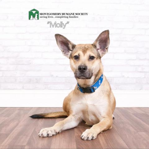 Molly, an adoptable German Shepherd Dog Mix in Montgomery, AL_image-1